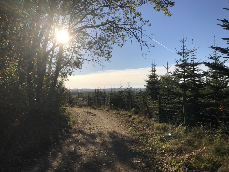 Fritzdorfer Wald