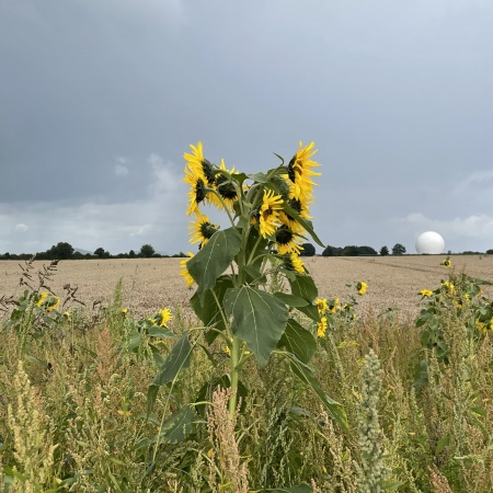Größeres Bild ansehen