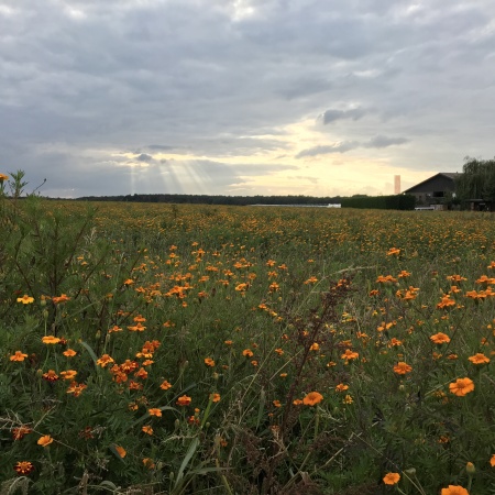 Größeres Bild ansehen